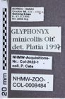 Etikette zu Glyphonyx minicollis (Ôhira, 1973) (NHMW-ZOO-COL-0008484)